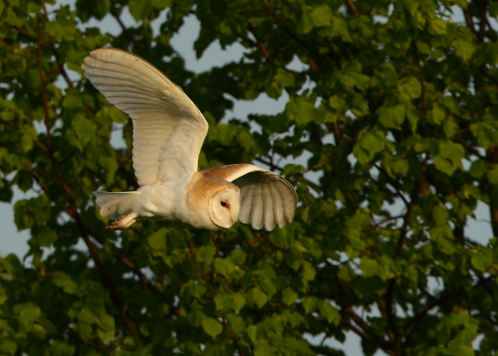 Barn Owl at last