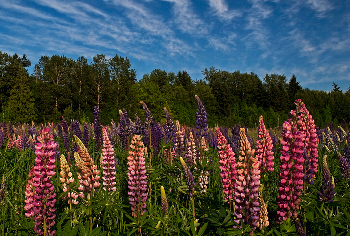 Lupine Madness