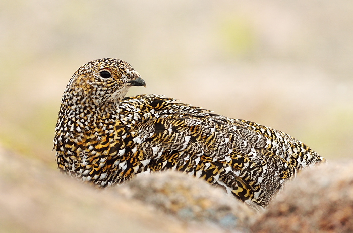 Female ptarmigan + REPOST with catchlight