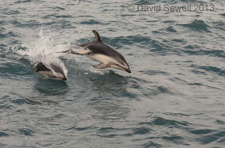 Dusky dolphins