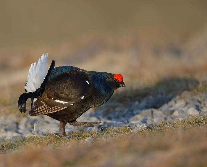 Black Grouse