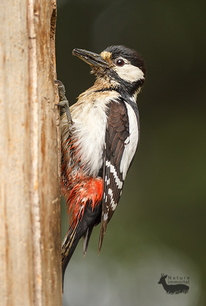 Female of the species