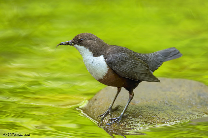 Dipper III  & last