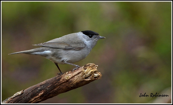 Blackcap on a twig and another!
