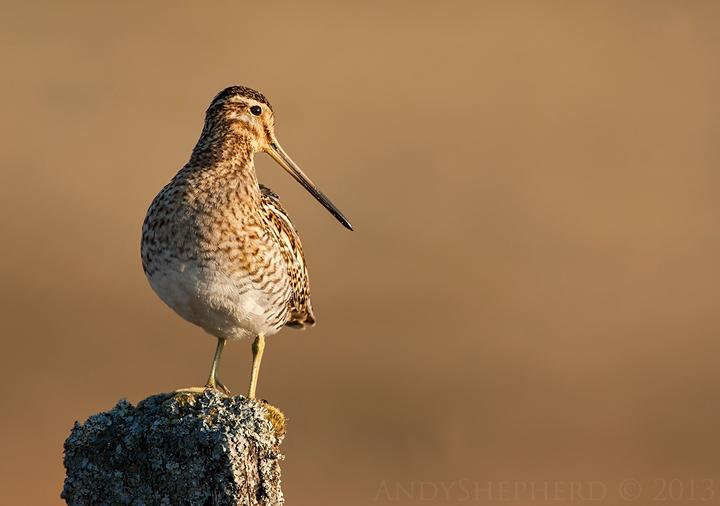 Common Snipe