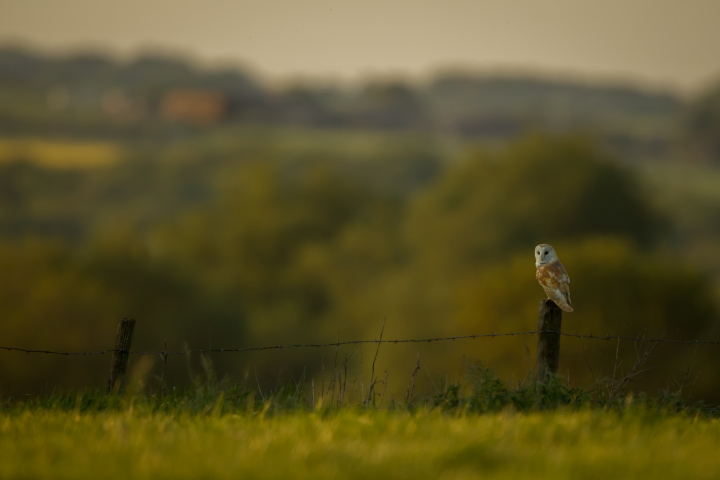 Barn owl 2