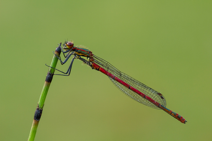 Large Red Damselfly