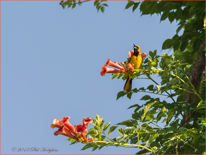 Orchard Oriole, 1st Summer Male