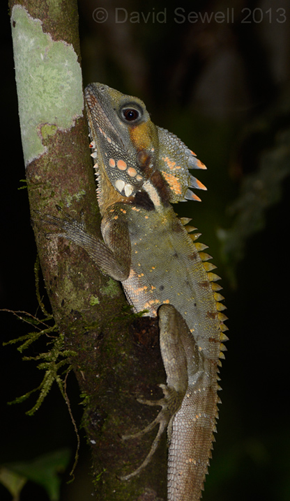 Here be dragons...