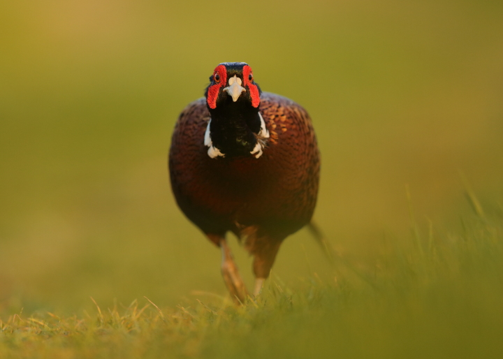 Low profile cock pheasant