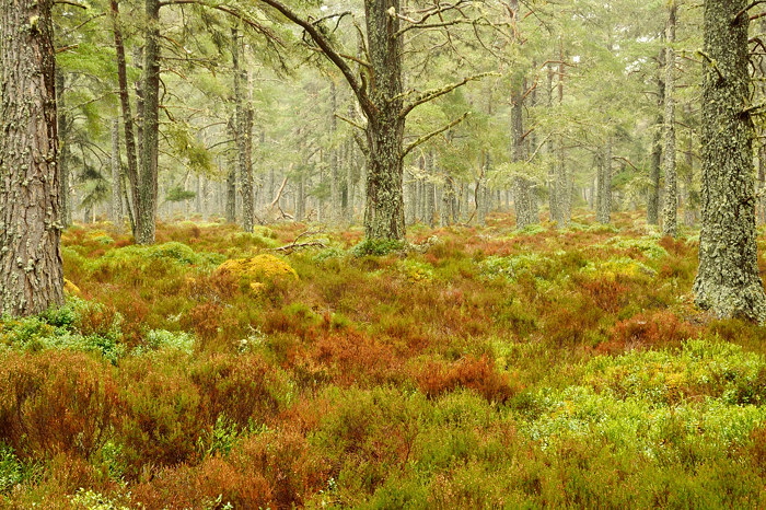 Ancient wood