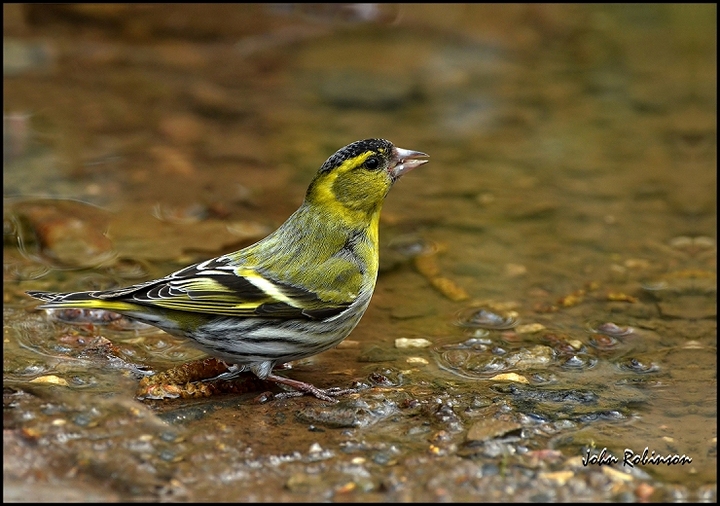 Siskin - male + adjusted