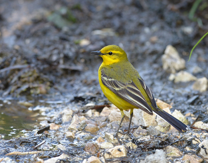 Yellow wagtail.