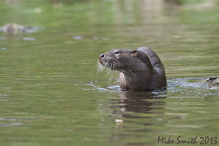FTA - otter