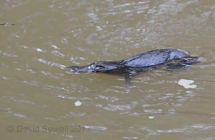 Platypus