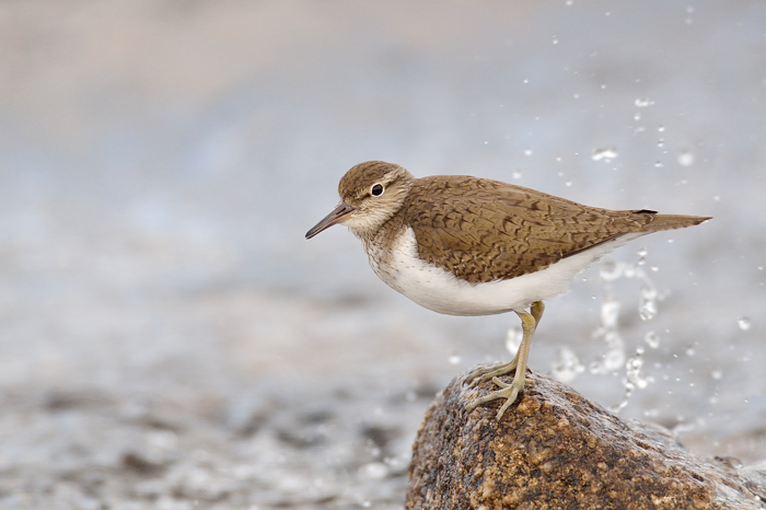 Sandpiper