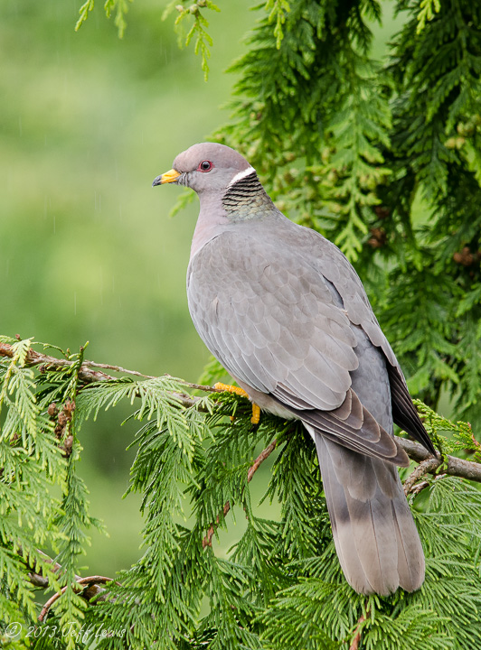 Band-tailed pigeon