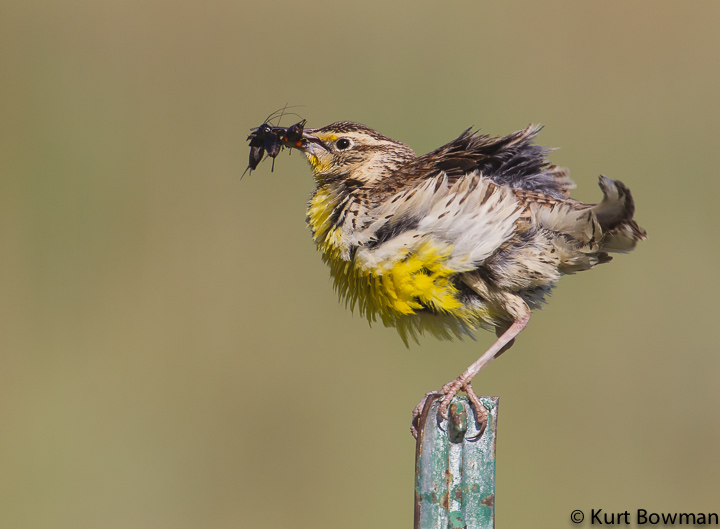 Western Meadowlarks yet Again