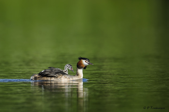 Great Crested Grebe