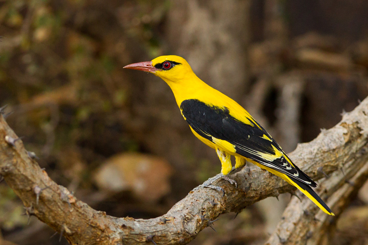 Eurasian Golden Oriole