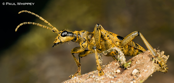 Spotted longhorn beetle