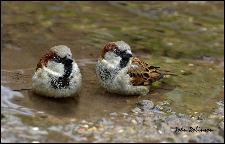 Two of a Kind