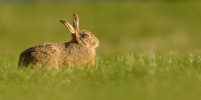 Early morning hare