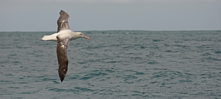 Royal albatross