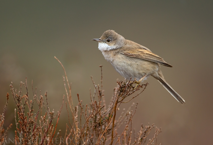 Whitethroat 2