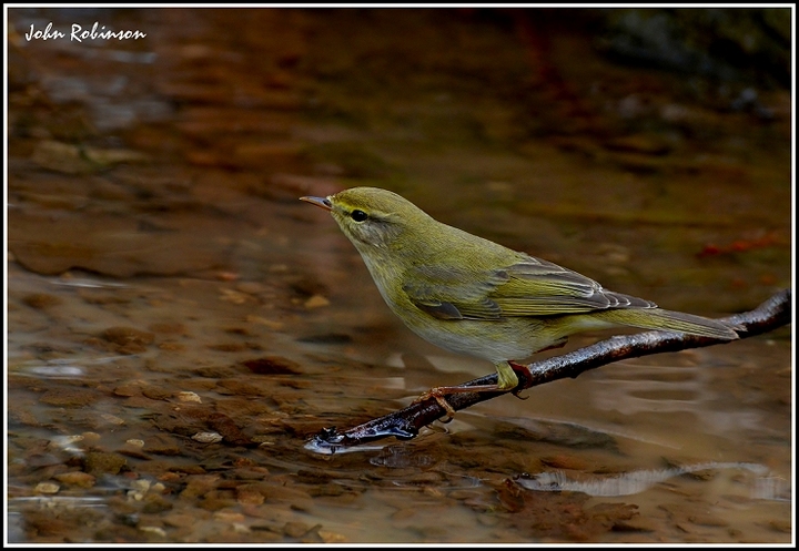 Willow Warbler