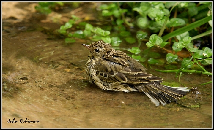 Tree Pipit
