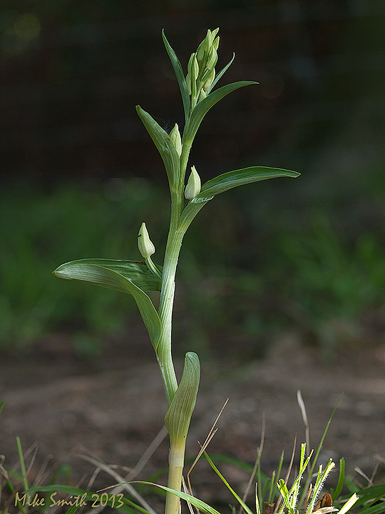 White Helleborine