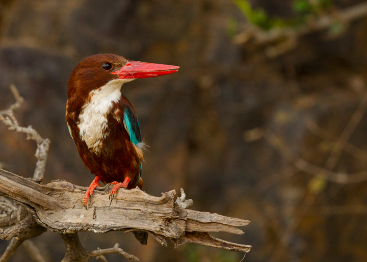 White Throated Kingfisher