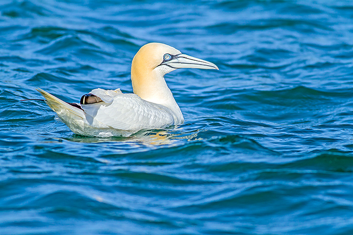 Gannet At Sea