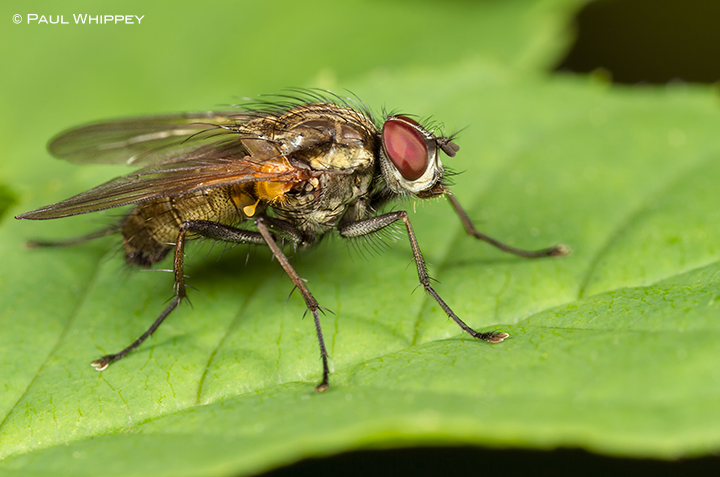 One ugly Tachinid