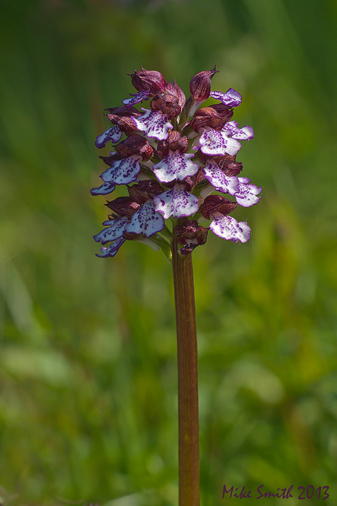 Lady orchid