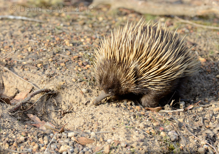 Echidna
