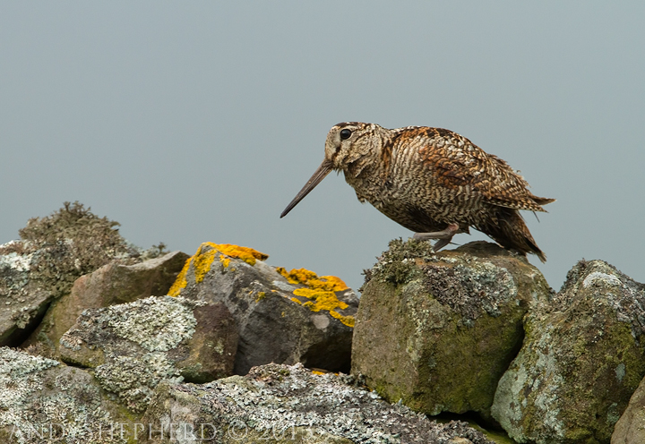 Woodcock