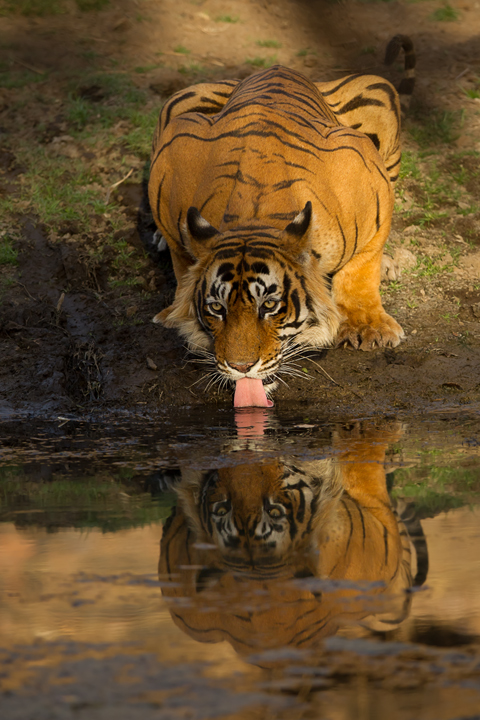Evening Tiger
