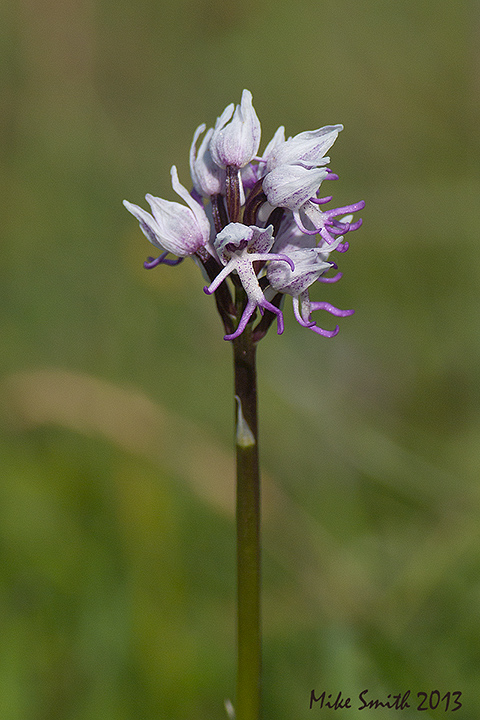 Monkey Orchid