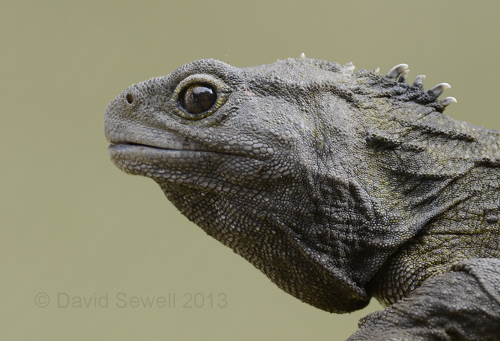 Tuatara (c)