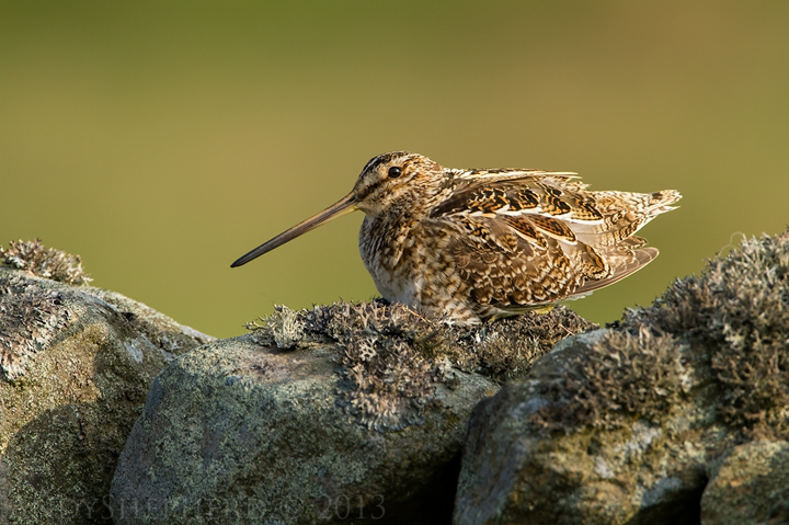 Common Snipe
