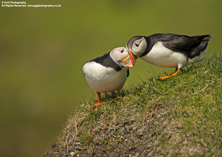 Puffins