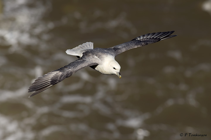 Fulmar