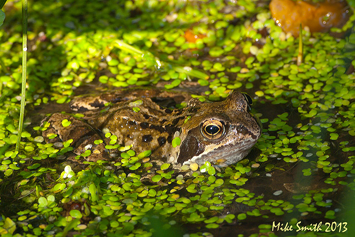 common frog