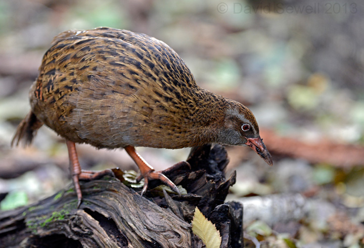 Top predator