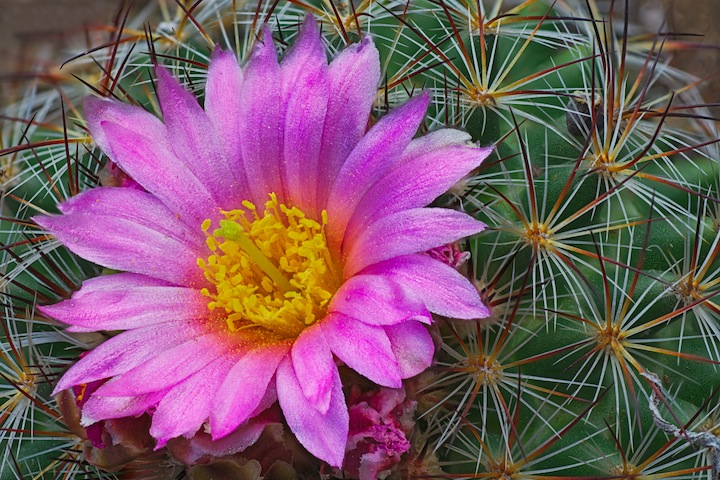 Metallic Pink