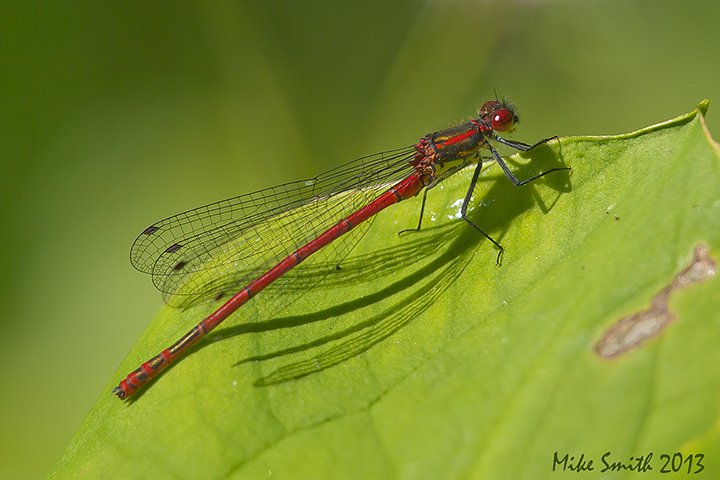Large Red Damsel