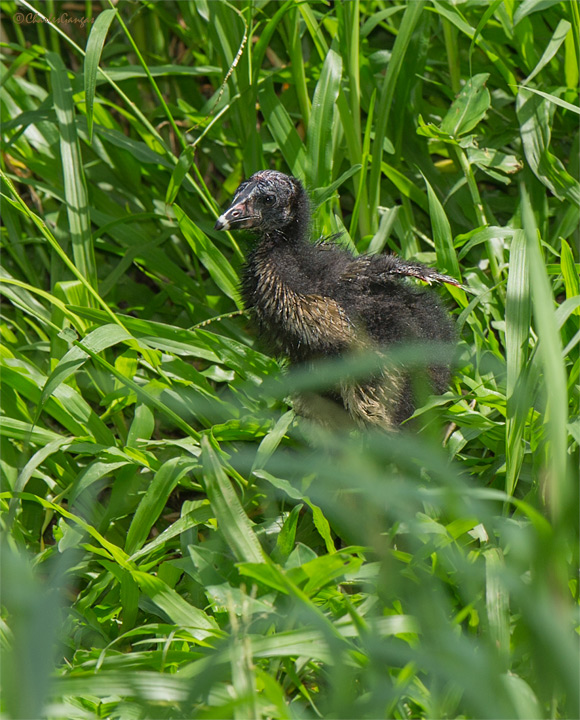 Purple Gallinule chick