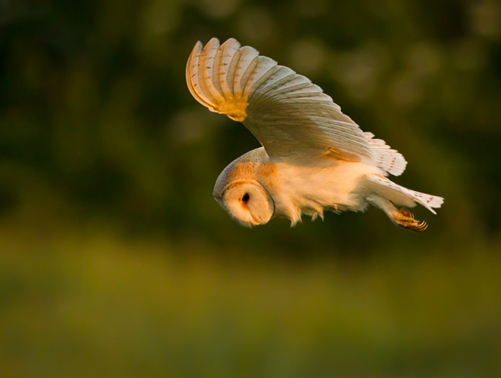 Barn owl 3
